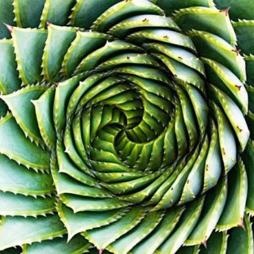 What Nature’s Patterns Have to Teach Us
