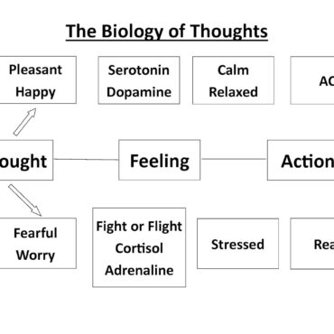 What would you LIKE to think? The Biology of Thoughts, Part II